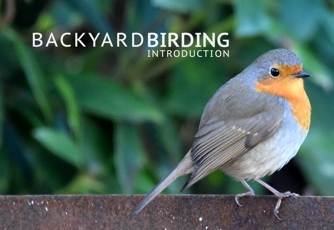 Conseils pour bien nourrir les oiseaux du jardin - [ MXV ] Max's Blog