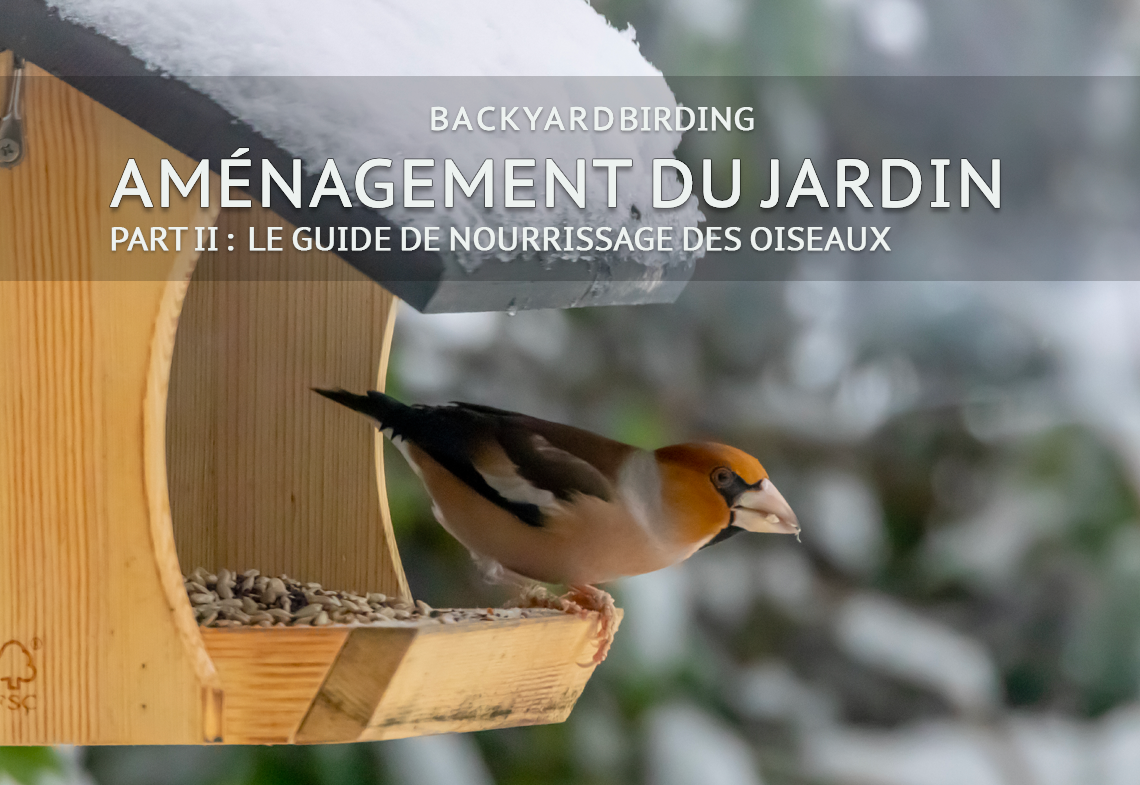 Filets boule de graisse – Ligue Royale Belge pour la Protection des Oiseaux
