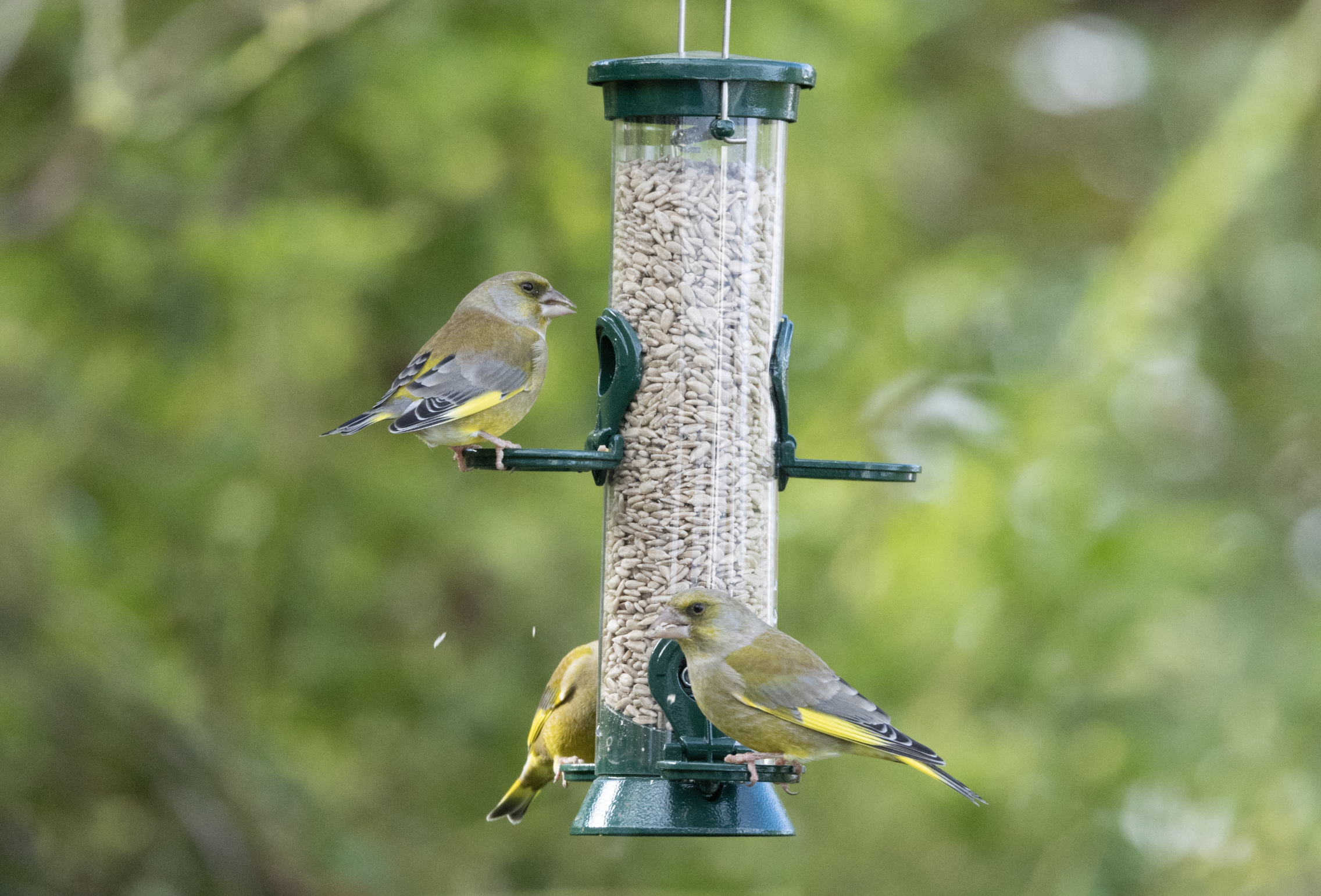 Installer une mangeoire à oiseaux dans mon jardin - Instinct Animal